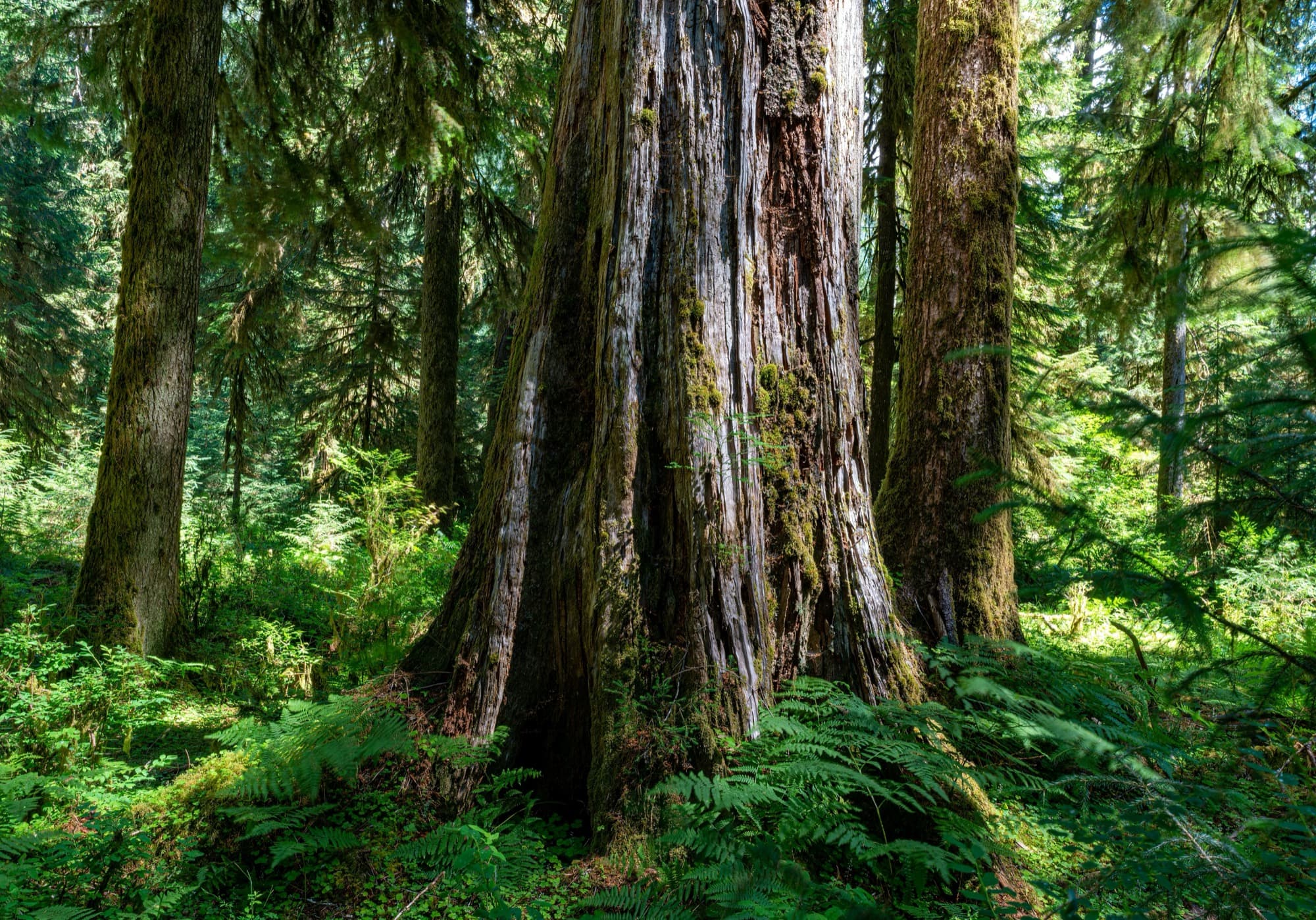 Ancient forest symbolizing longevity and endurance